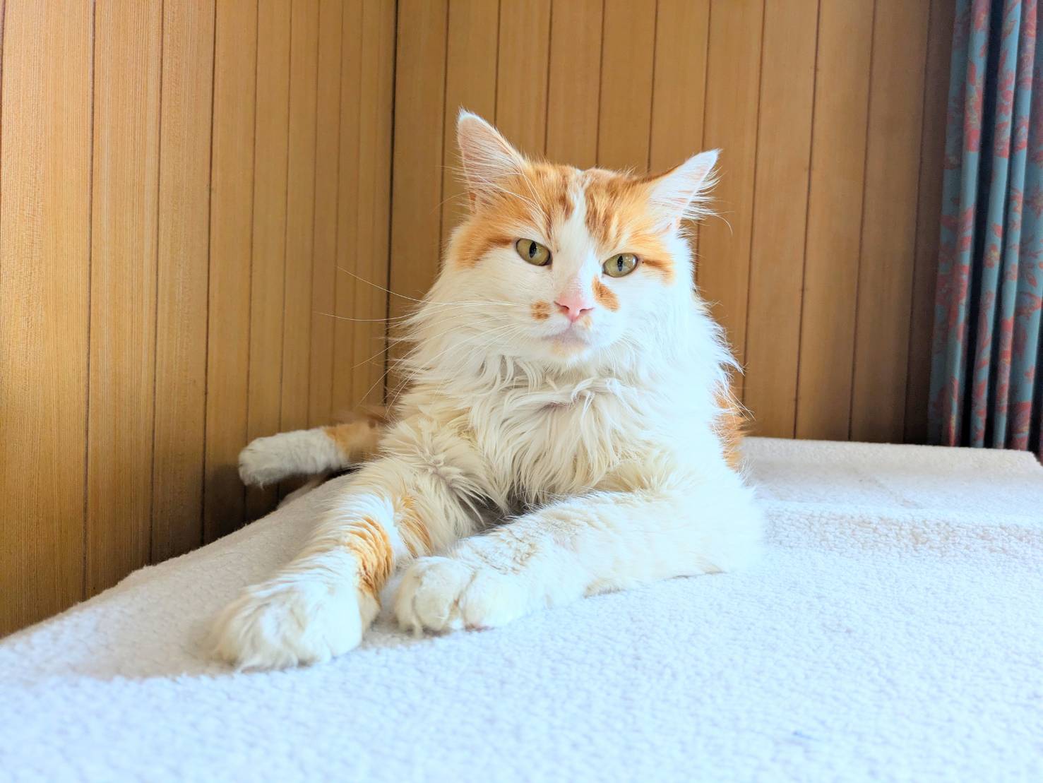 in岡崎市☆サクラ祭り☆保護猫達を暖かいオウチに迎えよう☆2025年3月30日(日)～ 非営利団体「ちーむ にゃいんず」