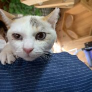 ★大阪府堺市猫の里親会★ライちゃん　1歳1ヶ月　白三毛の女の子