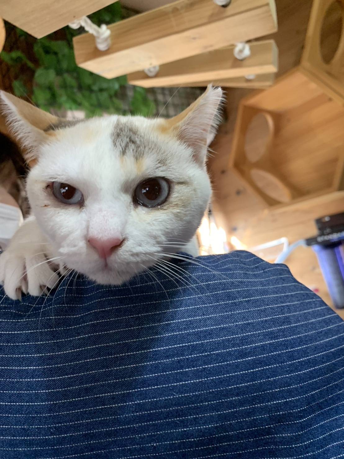 ★大阪府堺市猫の里親会★ライちゃん　1歳1ヶ月　白三毛の女の子