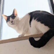 ⭐️2月1日参加猫⭐️ナルちゃん⭐️３歳の女の子