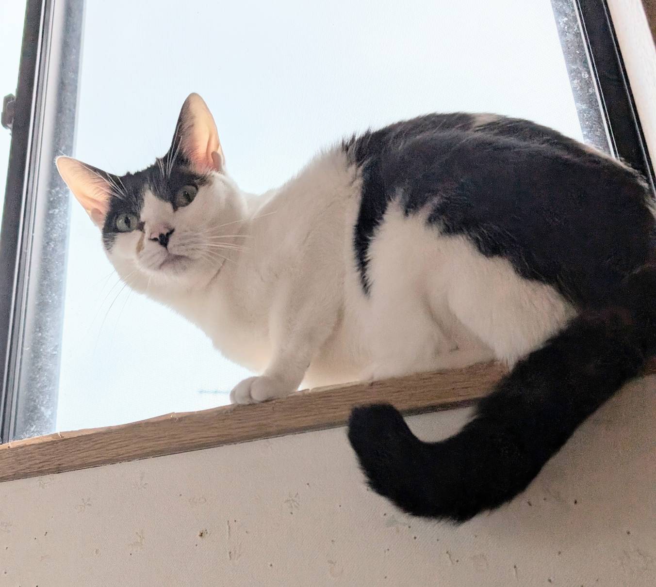 ⭐️2月1日参加猫⭐️ナルちゃん⭐️３歳の女の子