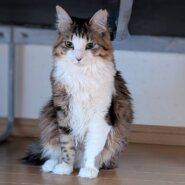 ⭐️2月1日参加猫⭐️サリーちゃん⭐️2歳〜女の子