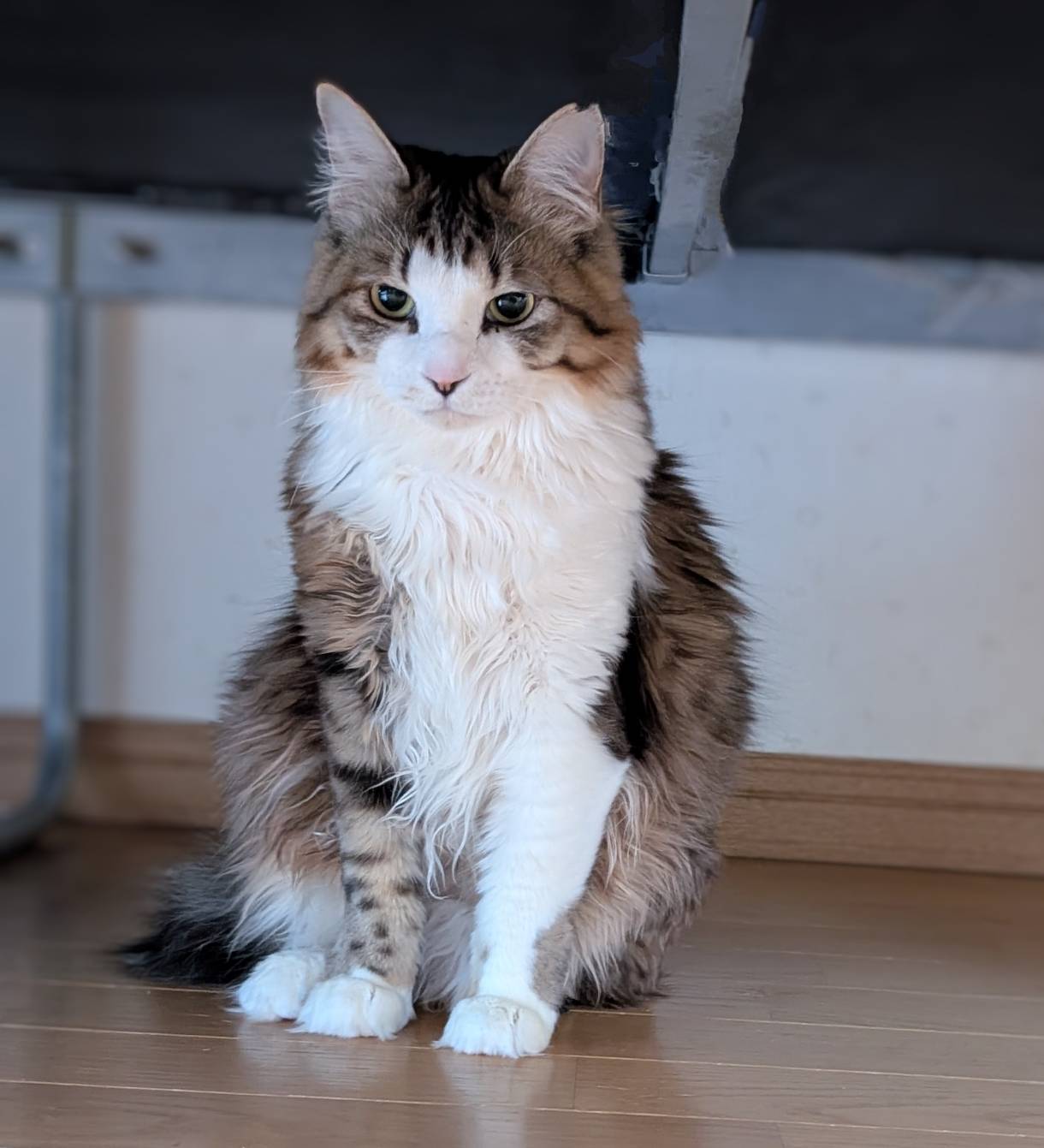 ⭐️2月1日参加猫⭐️サリーちゃん⭐️2歳〜女の子