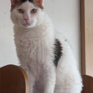 2月1日参加猫★大阪府堺市里親会★2歳の男の子★アウルくん