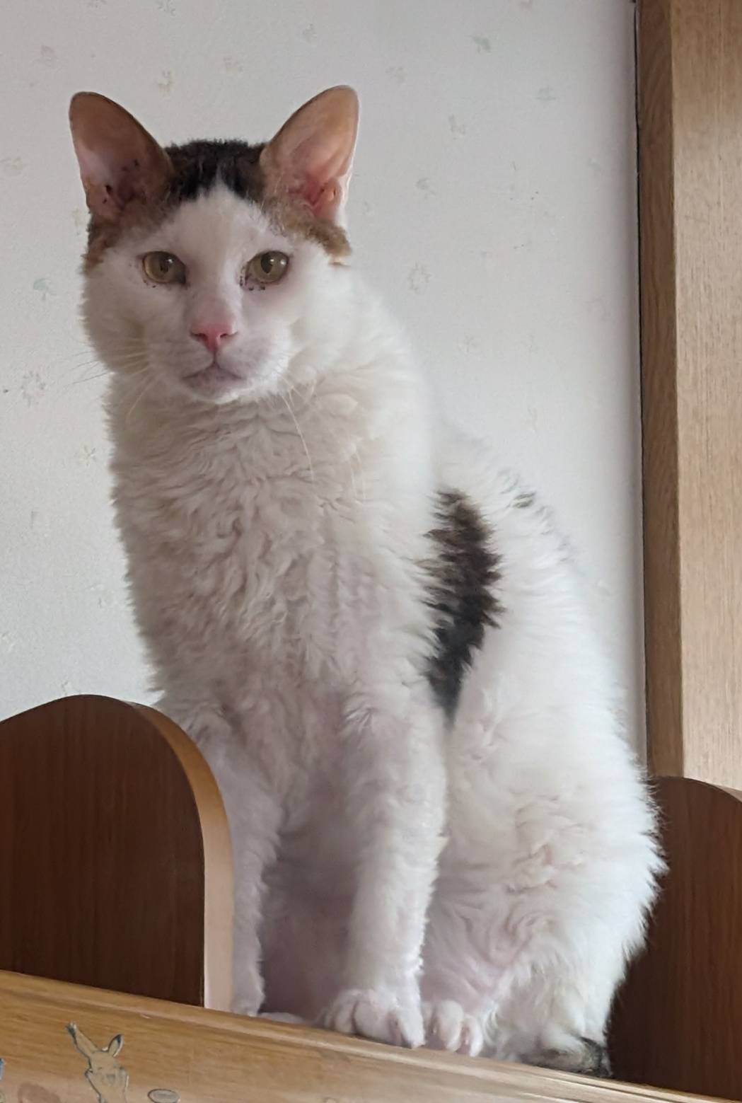 2月1日参加猫★大阪府堺市里親会★2歳の男の子★アウルくん