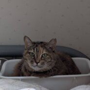 2月1日参加猫★大阪府堺市里親募集★コチャちゃん 3歳〜