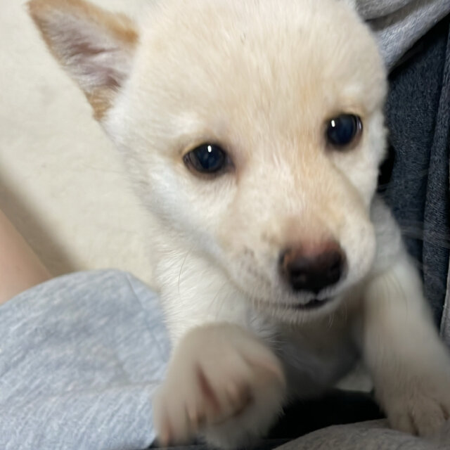 子犬を預かってくださる方を探しています