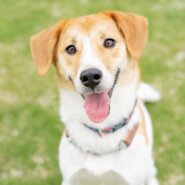 3歳　雑種の男の子