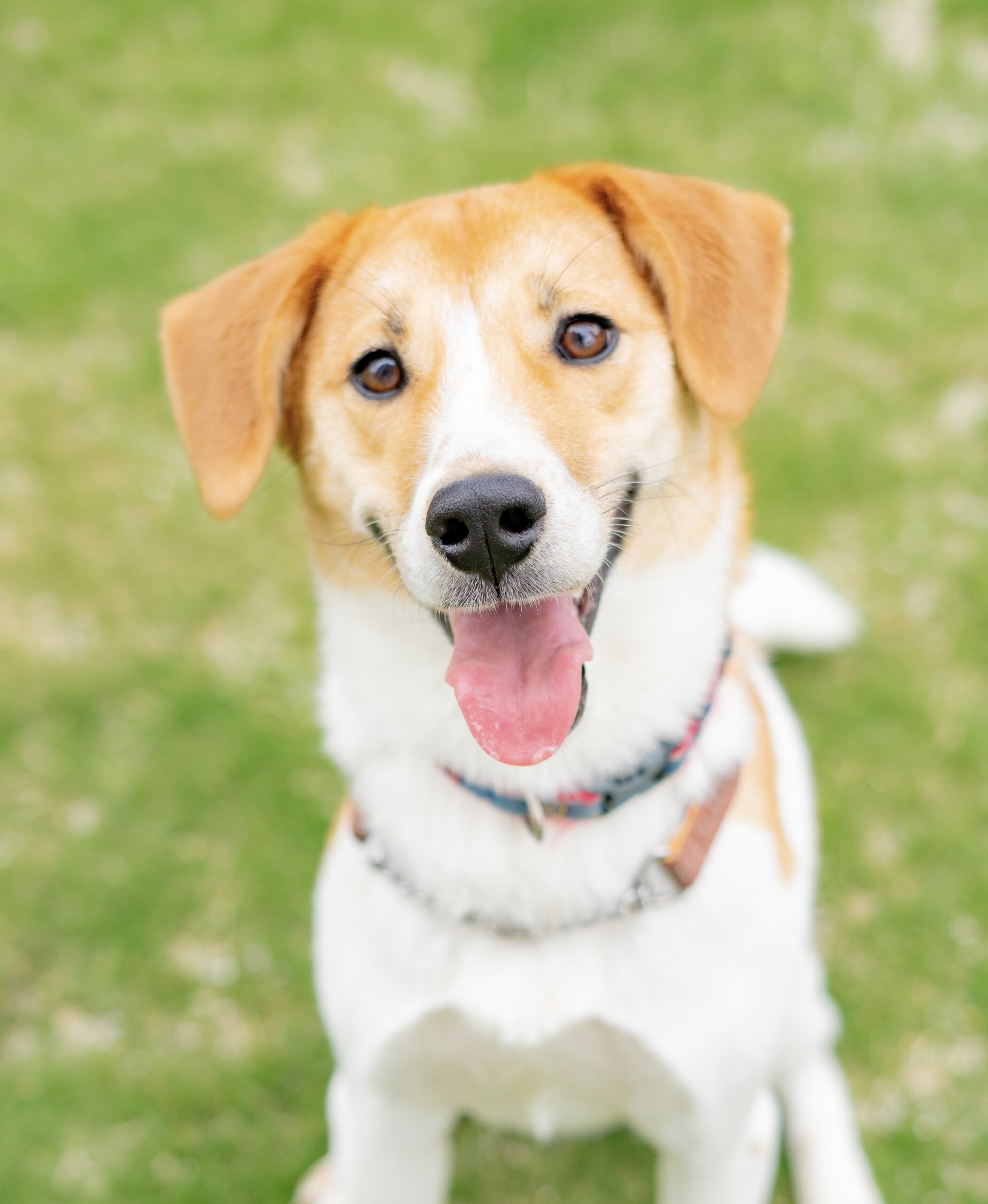 3歳　雑種の男の子