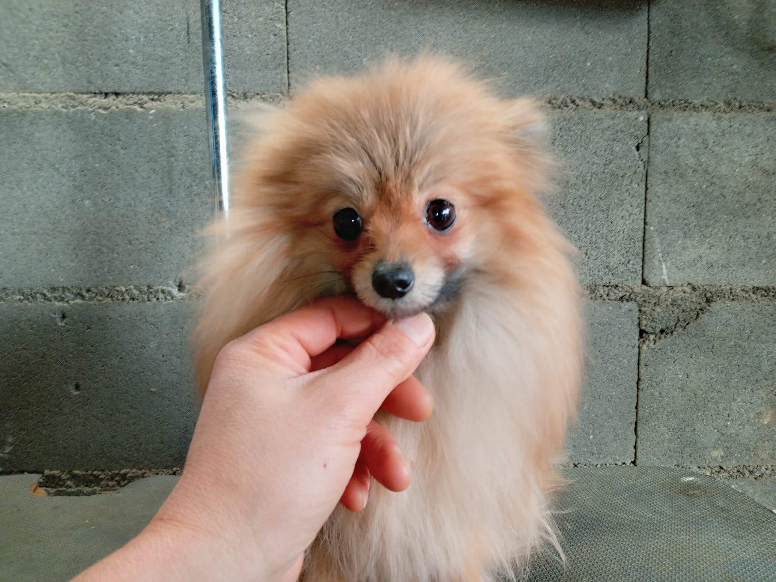 ポメラニアン　女の子　1歳