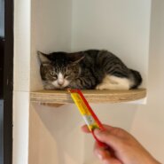 人慣れ修行中の女の子あいちゃん！