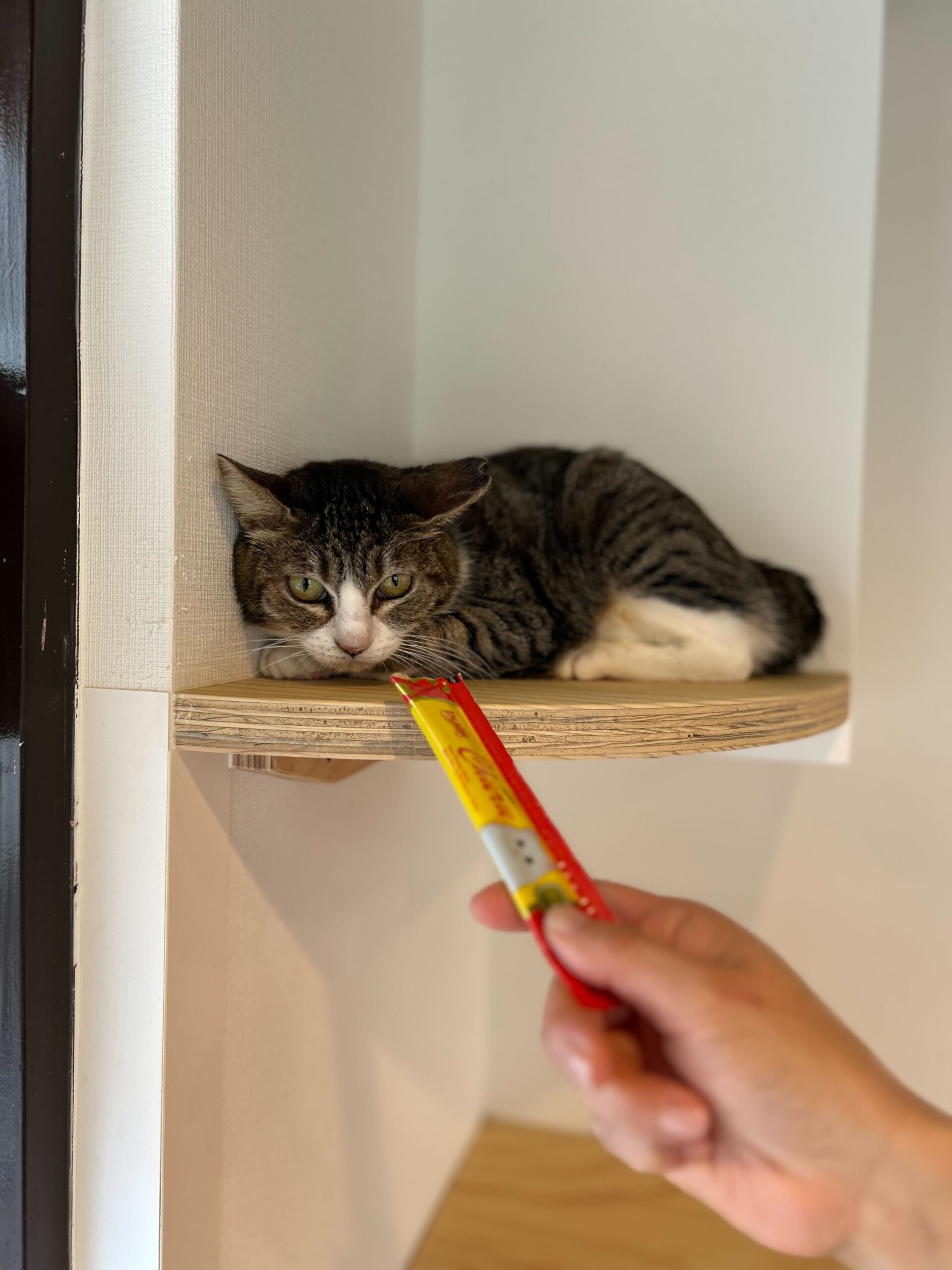 人慣れ修行中の女の子あいちゃん！