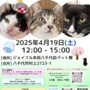 花ねこ譲渡会