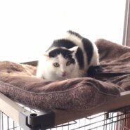 【去勢済】控えめなシロクロくん