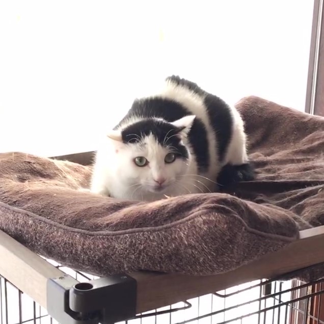 【去勢済】控えめなシロクロくん