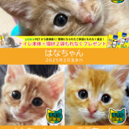子猫5匹含む18匹参加！★みよし市