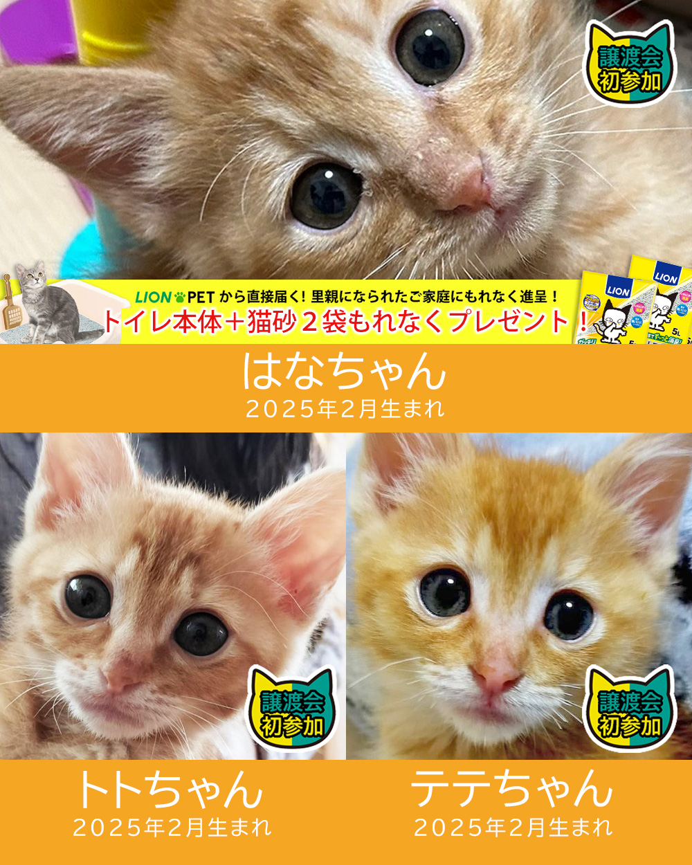 子猫5匹含む18匹参加！★みよし市