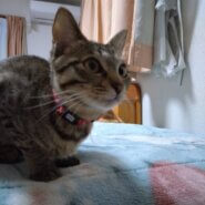 兄弟の中で一番小さな女の子さつきちゃん