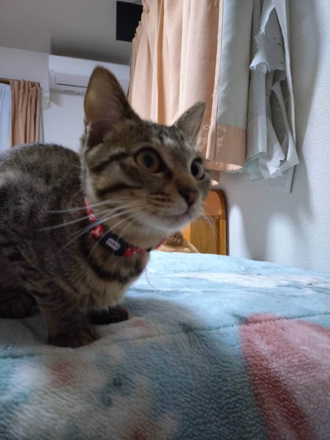 兄弟の中で一番小さな女の子さつきちゃん