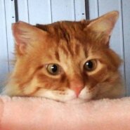 甘えん坊チャットくん♡