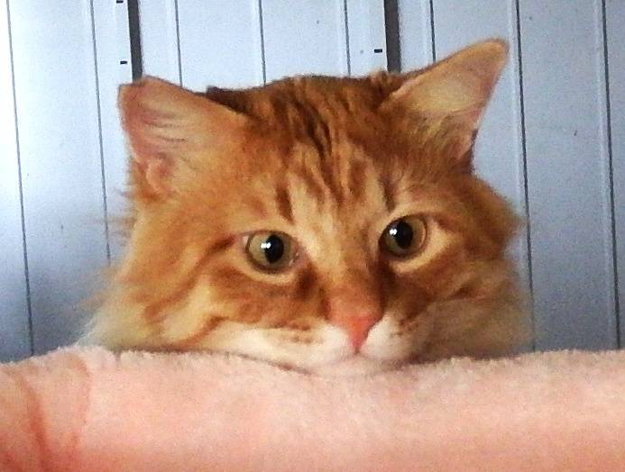 甘えん坊チャットくん♡