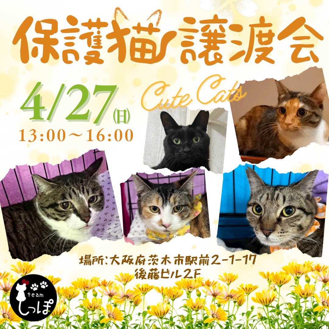 teamしっぽ譲渡会☆大阪府茨木市