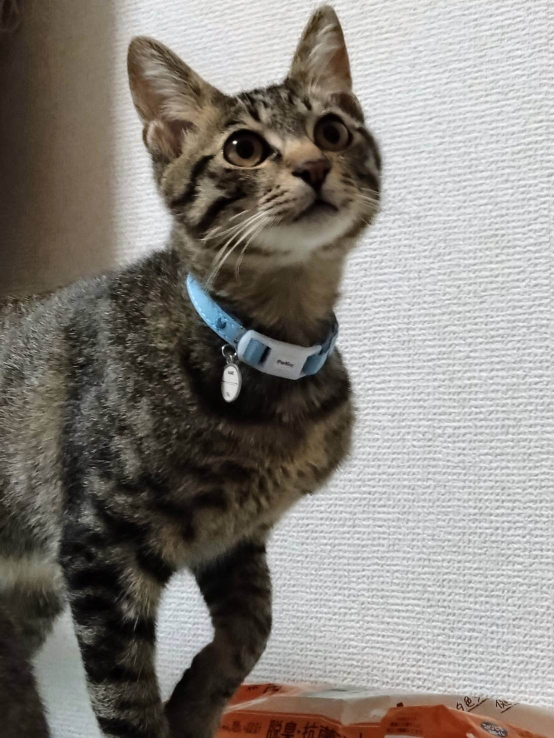 デレデレの甘えん坊です