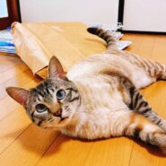in岡崎市☆サクラ祭り☆保護猫達を暖かいオウチに迎えよう☆2025年4月5日(土)～ 非営利団体「ちーむ にゃいんず」