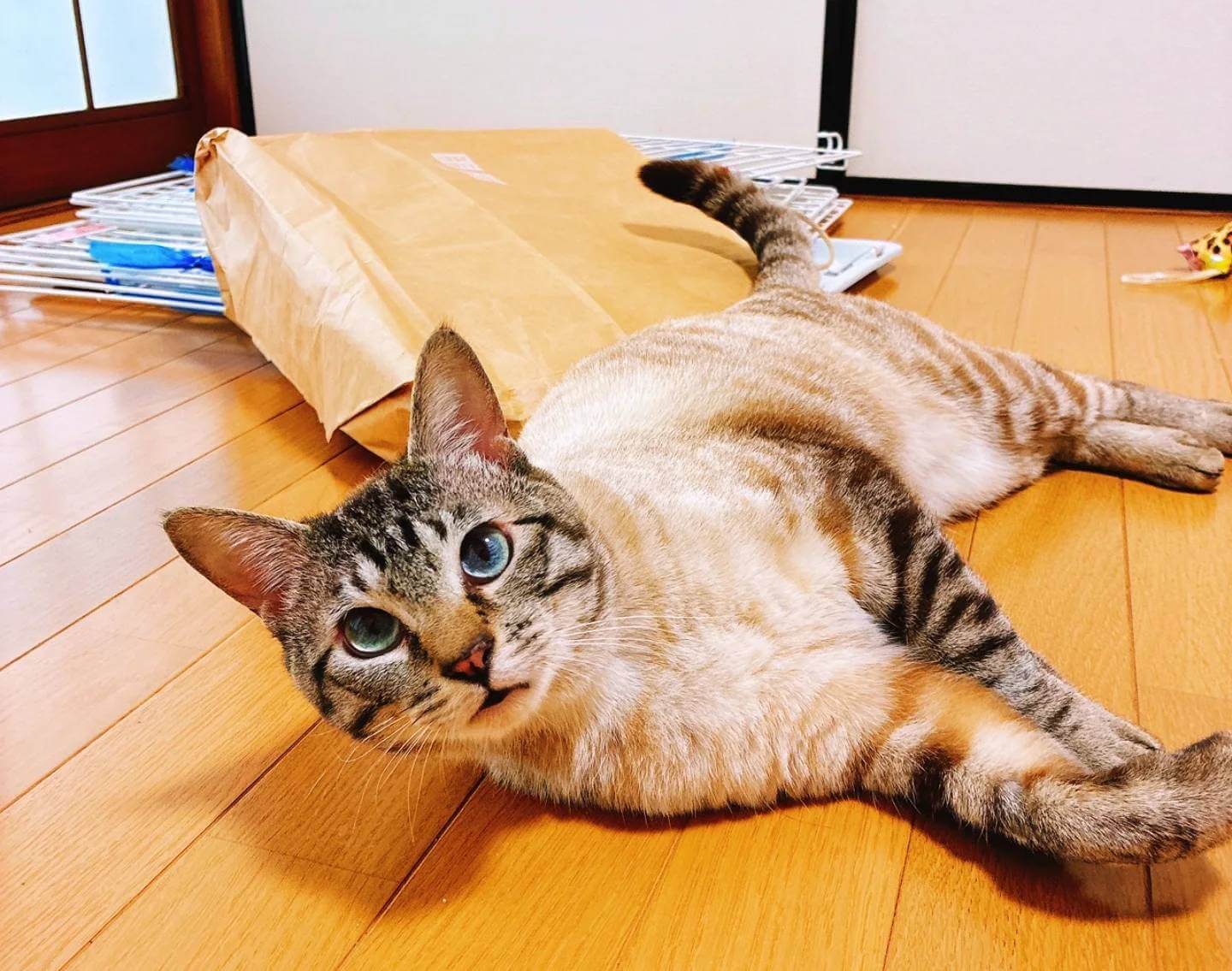 in岡崎市☆サクラ祭り☆保護猫達を暖かいオウチに迎えよう☆2025年4月5日(土)～ 非営利団体「ちーむ にゃいんず」