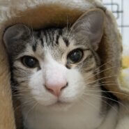 in瀬戸市☆サクラ祭り☆保護猫達を暖かいオウチに迎えよう☆2025年4月6日(日)～ 非営利団体「ちーむ にゃいんず」