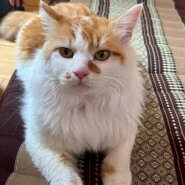 in春日井市☆サクラ祭り☆保護猫達を暖かいオウチに迎えよう☆2025年4月12日（土）～ 非営利団体「ちーむ にゃいんず」