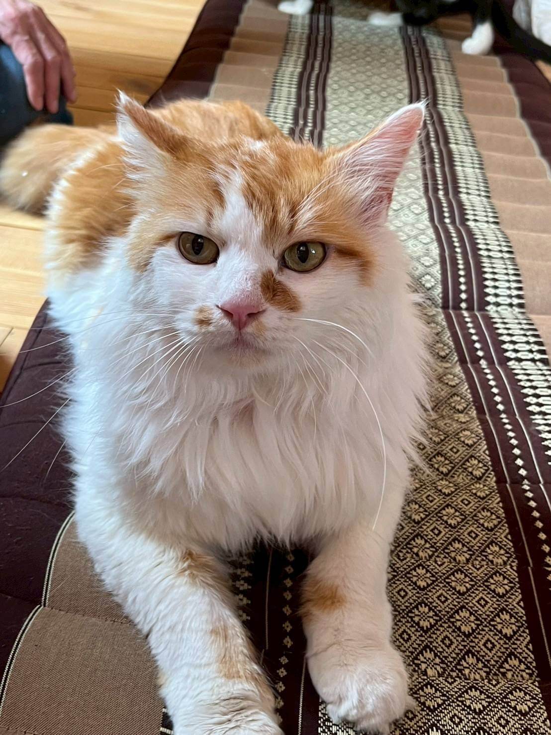 in春日井市☆サクラ祭り☆保護猫達を暖かいオウチに迎えよう☆2025年4月12日（土）～ 非営利団体「ちーむ にゃいんず」