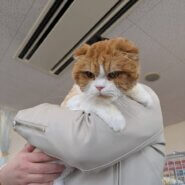 in江南市☆サクラ祭り☆保護猫達をオウチに迎えよう☆2025年4月13日（日）～ 非営利団体「ちーむ にゃいんず」