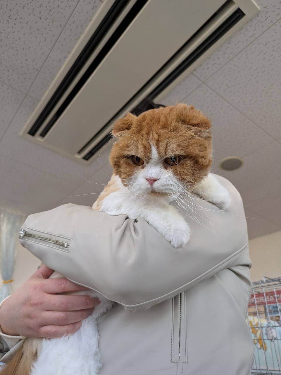 in江南市☆サクラ祭り☆保護猫達をオウチに迎えよう☆2025年4月13日（日）～ 非営利団体「ちーむ にゃいんず」