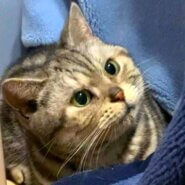 in名古屋市☆サクラ祭り☆保護猫達をオウチに迎えよう☆2025年4月13日（日）～ 非営利団体「ちーむ にゃいんず」