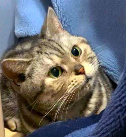 in名古屋市☆サクラ祭り☆保護猫達をオウチに迎えよう☆2025年4月13日（日）～ 非営利団体「ちーむ にゃいんず」