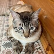 in春日井市☆サクラ祭り☆保護猫達を暖かいオウチに迎えよう☆2025年4月19日（土）～ 非営利団体「ちーむ にゃいんず」