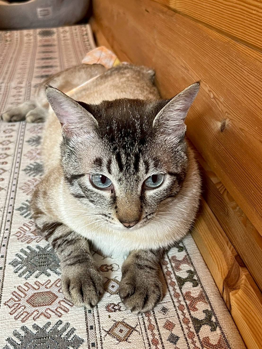 in春日井市☆サクラ祭り☆保護猫達を暖かいオウチに迎えよう☆2025年4月19日（土）～ 非営利団体「ちーむ にゃいんず」