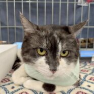 in岡崎市☆サクラ祭り☆保護猫達を暖かいオウチに迎えよう☆2025年4月19日(土)～ 非営利団体「ちーむ にゃいんず」