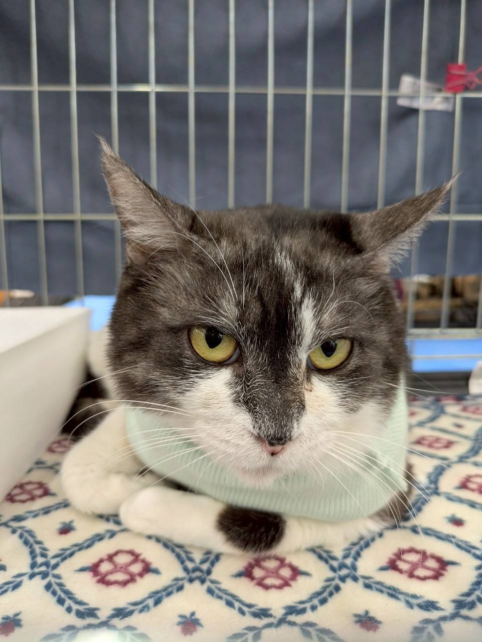 in岡崎市☆サクラ祭り☆保護猫達を暖かいオウチに迎えよう☆2025年4月19日(土)～ 非営利団体「ちーむ にゃいんず」