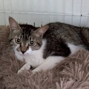 in江南市☆サクラ祭り☆保護猫をオウチに迎えよう☆2025年4月27日（日）～ 非営利団体「ちーむ にゃいんず」