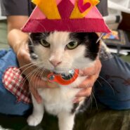 in日進市☆サクラ祭り☆保護猫をオウチに迎えよう☆2025年4月27日（日）～ 非営利団体「ちーむ にゃいんず」