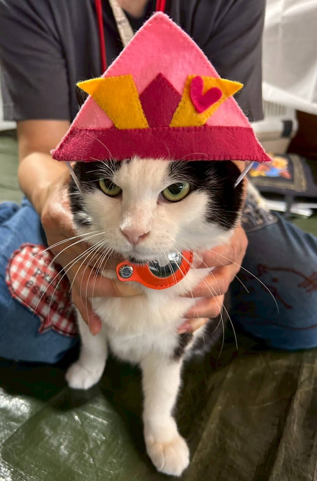 in日進市☆サクラ祭り☆保護猫をオウチに迎えよう☆2025年4月27日（日）～ 非営利団体「ちーむ にゃいんず」