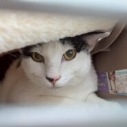 in春日井市☆ついに子猫も？☆保護猫達を暖かいオウチに迎えよう☆2025年5月3日（土）～ 非営利団体「ちーむ にゃいんず」