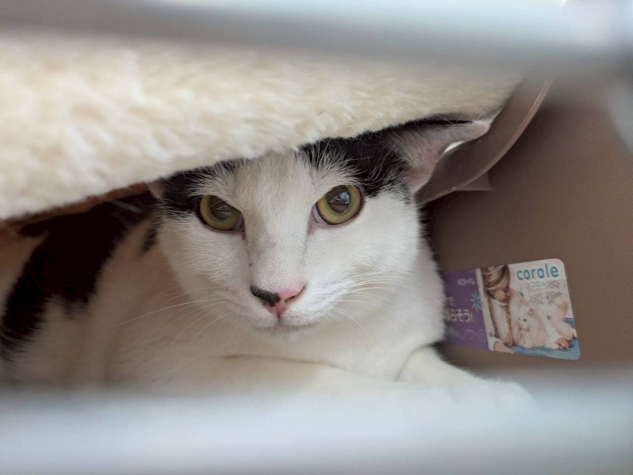 in春日井市☆ついに子猫も？☆保護猫達を暖かいオウチに迎えよう☆2025年5月3日（土）～ 非営利団体「ちーむ にゃいんず」