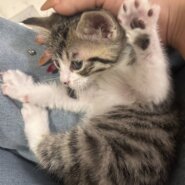 in岡崎市☆ついに子猫も？☆保護猫達を暖かいオウチに迎えよう☆2025年5月3日（土）～ 非営利団体「ちーむ にゃいんず」