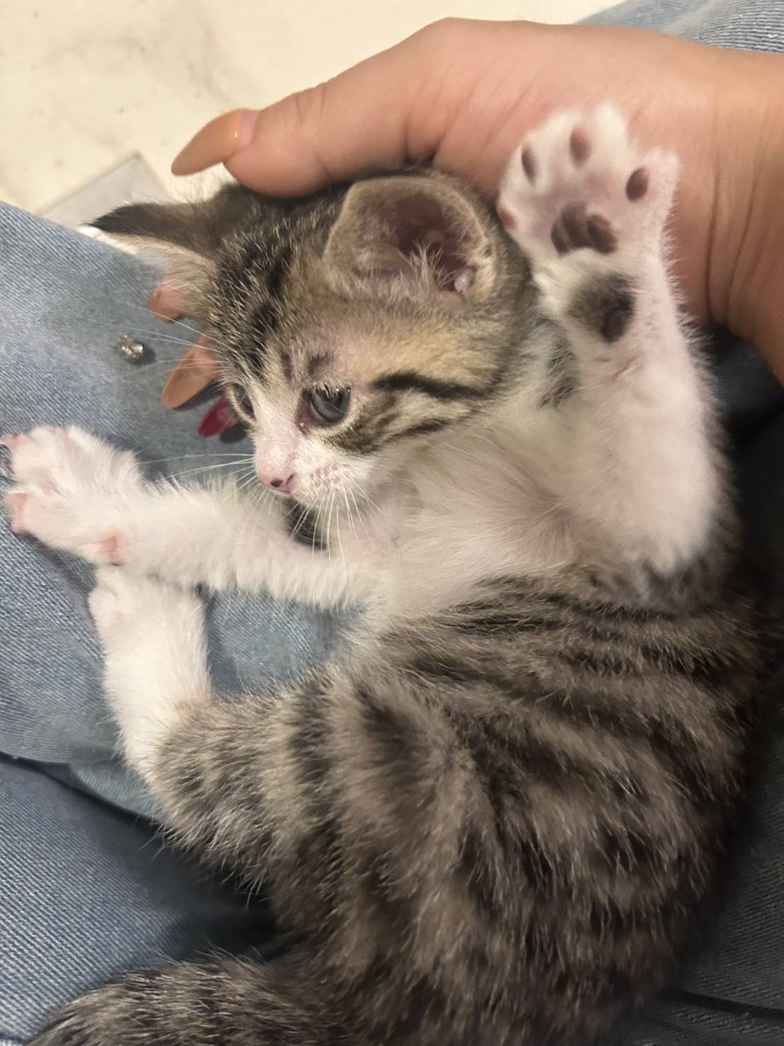 in岡崎市☆ついに子猫も？☆保護猫達を暖かいオウチに迎えよう☆2025年5月3日（土）～ 非営利団体「ちーむ にゃいんず」