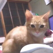 やんちゃで甘えん坊のトラちゃん