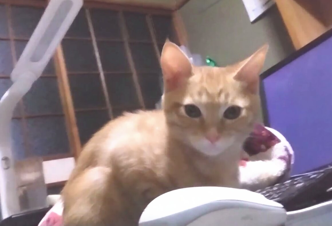 やんちゃで甘えん坊のトラちゃん