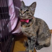 少しシャイなところのある女の子です。